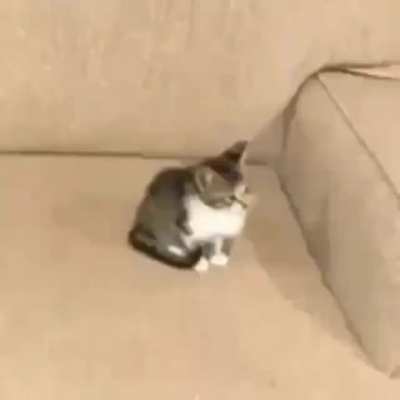 Un simple gato que desaparece de la nada. Que mas quieres