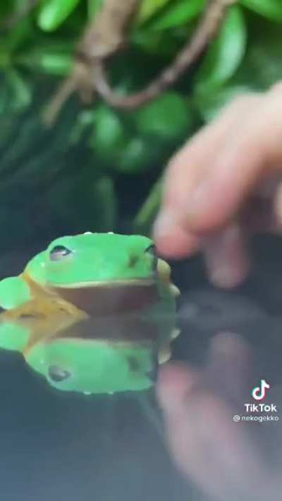 Frog