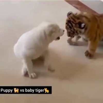 Dog &amp;amp; baby tiger playing