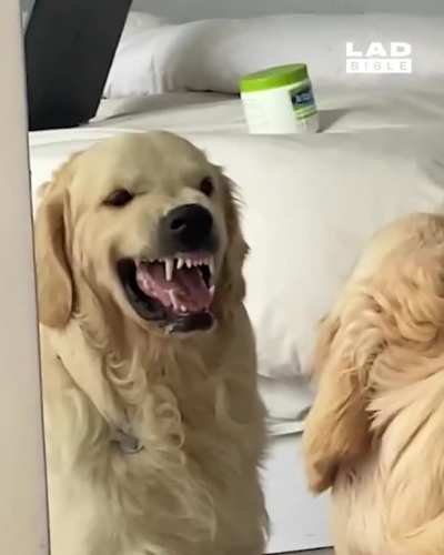 Dog practicing