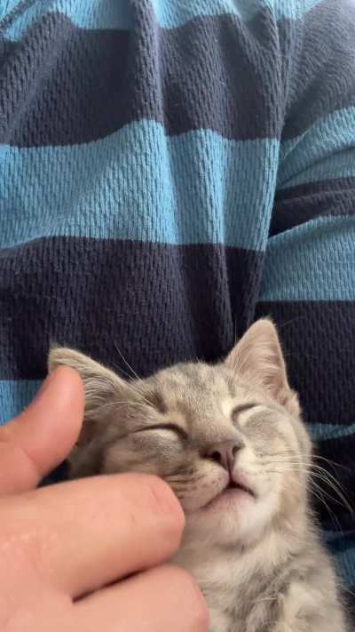 Smoll pets.