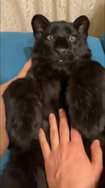 A baby black panther