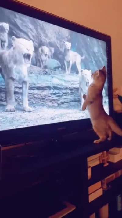 Le&otilde;es s&atilde;o criaturas divinas na mente de um gato