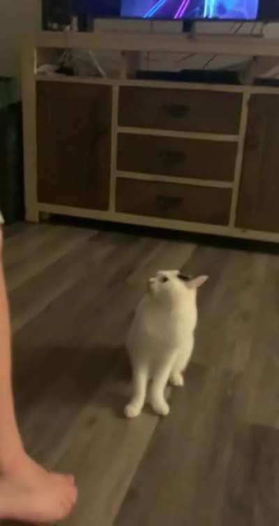 Turtle got VERY upset that dad was playing beat saber