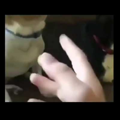 Eu so estava tentando matar o mosquito