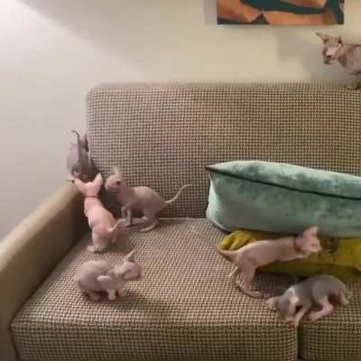 Found this randomly on a non-sphynx subreddit