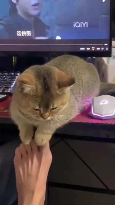 Lil paw's))😍😍