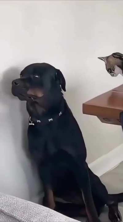 Cats and Dogs