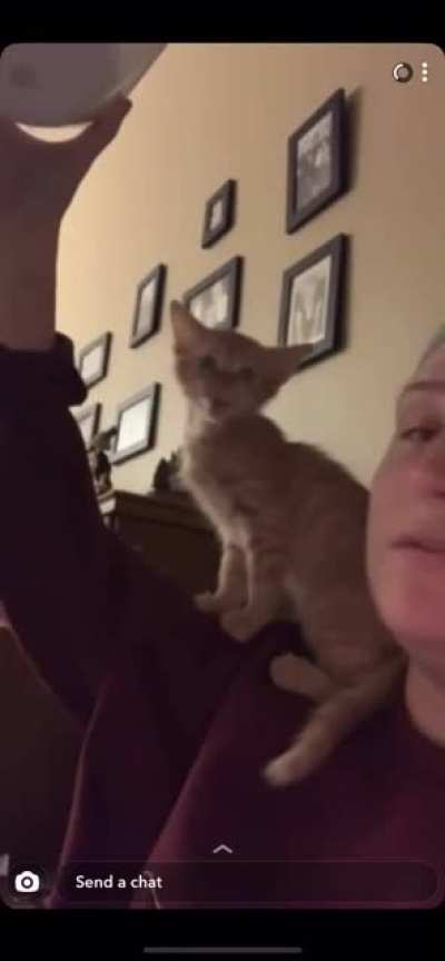 My brother&rsquo;s girlfriend fosters kittens, and this one loves to scream