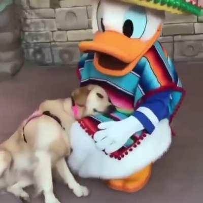 Donald's new friend
