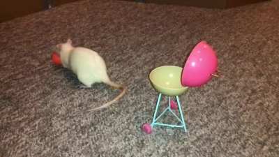 My Pet rat Egg is Learning to Place a Ball in a mini BBQ, then Close the Lid!