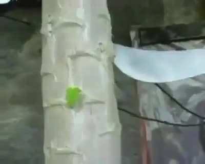 Africa Director's Cut Epic Fight 60fps 1080p