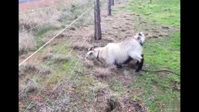 Poor goat. Just wanted some grass