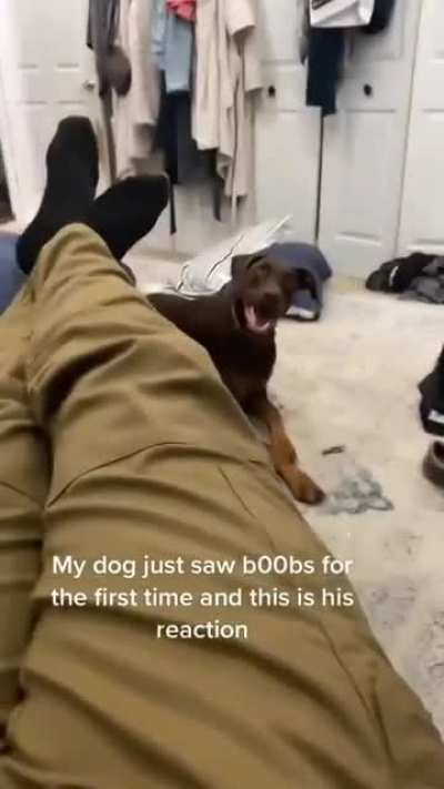 Don&rsquo;t think he wants to play with chew toys anymore