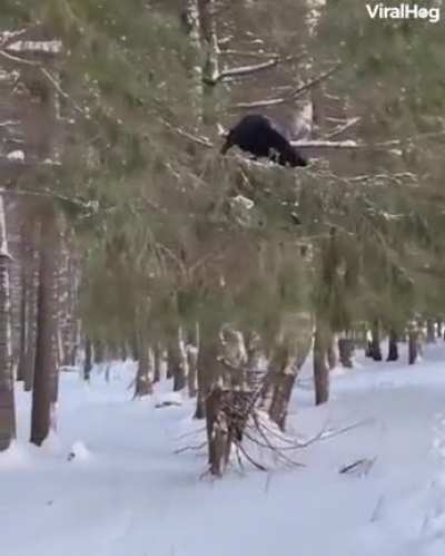 Гоша