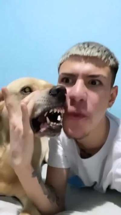 Annoyed doggo