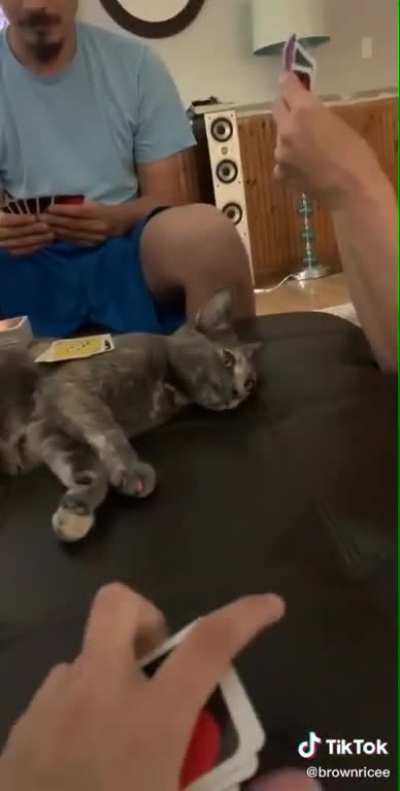 Uno Cat