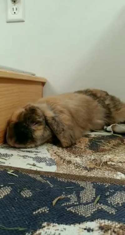 Melty boy