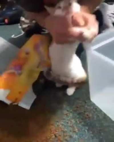 Poor cat