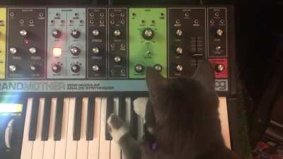 My synth cat discovered how to tweak knobs today (been playing keys for a while already). I&rsquo;m so proud 😭