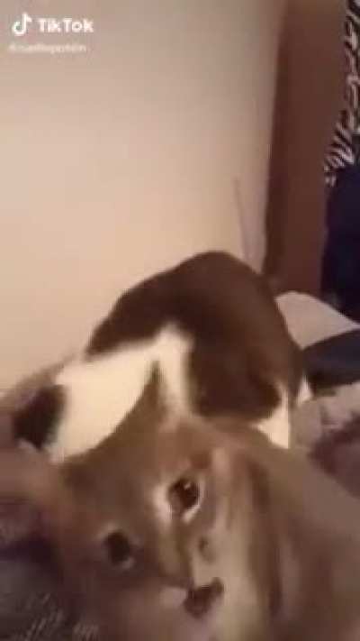 Does a hiss count?