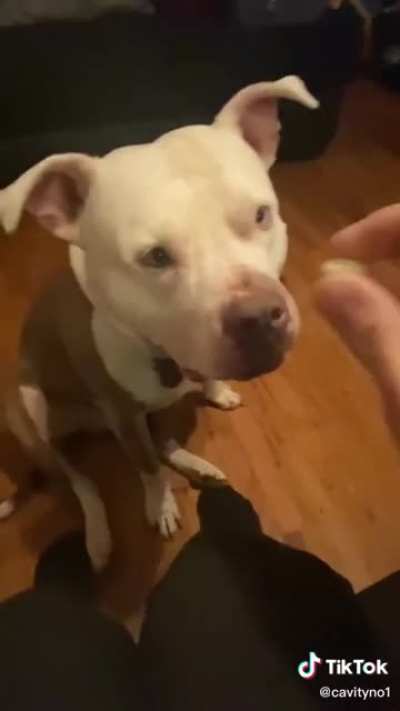 Dogs aren&rsquo;t supposed to eat jellybeans.