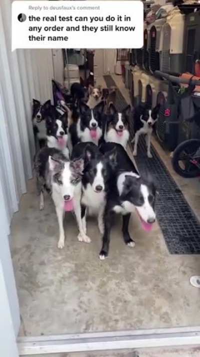 These dogs have the best door manners!