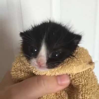 dumbass cat