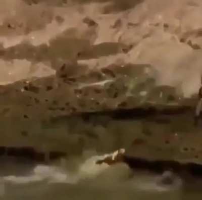 imagine being as useless as this alligator&mdash; like bruh... how?