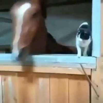 love between horse and cat