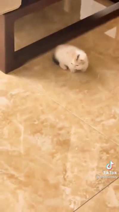 i&rsquo;m sorry for tiktok but it&rsquo;s sooo smoool and floofy