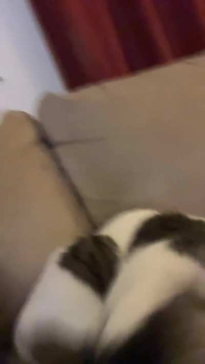 My cat is RUDE