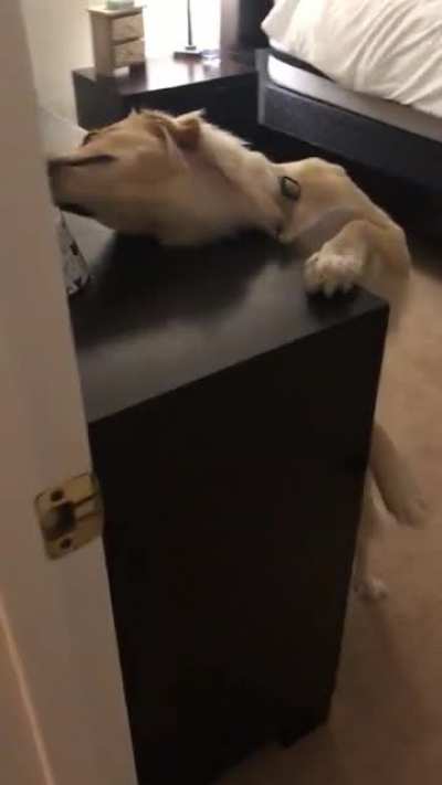 Doggo eating cat food