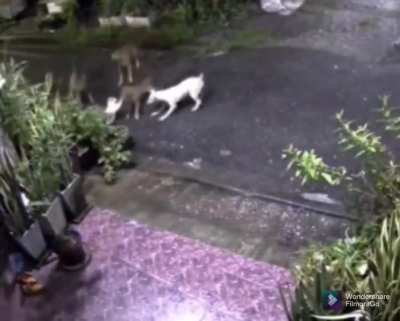 Cat defends his bro from a pack of dogs