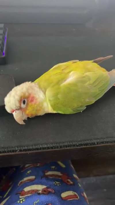 He REALLY likes that wrist rest&hellip;
