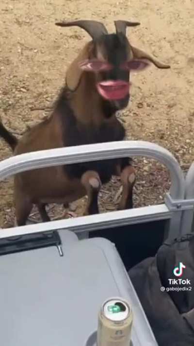 Ad&oacute;nde vas gringo