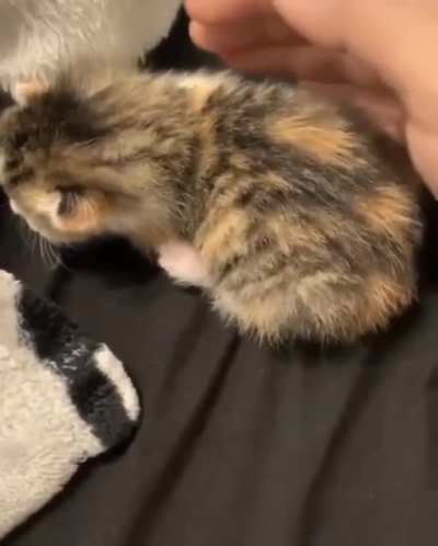 to comfort a cat