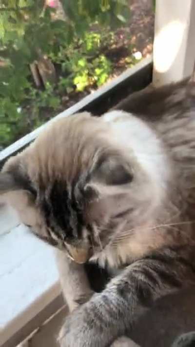 POV cat petting simulator