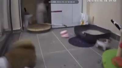 The cat looking around at the end like "Who did that?"
