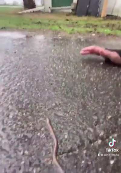 Thanks I hate worms