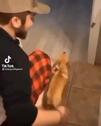 Just charging my dog here