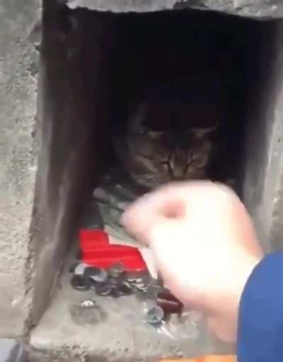 Chonk shrine