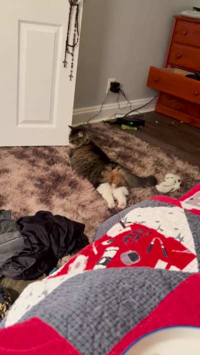 Comfy kitty:3