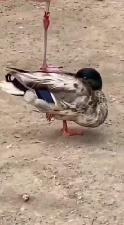 🦆 Alright&hellip;who wants to tell him 🦩