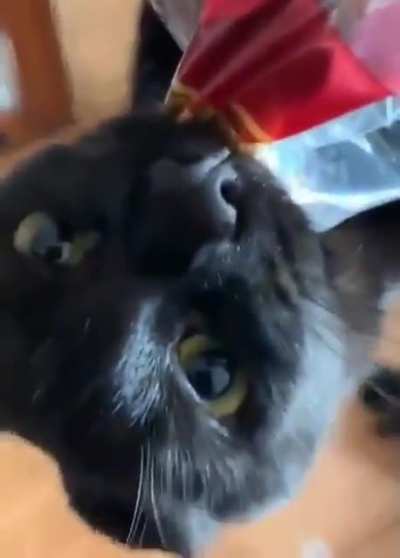 Gib bred