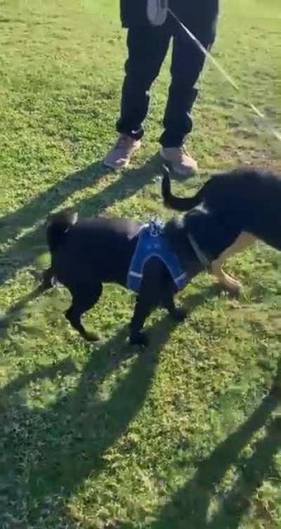 Friend&rsquo;s dog meeting my dog