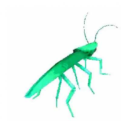 roach