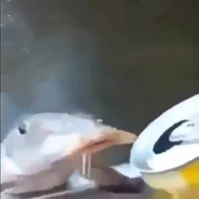 Peixe foda