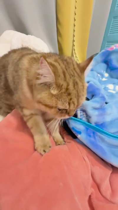 Making some biscuits before bedtime🐈💗
