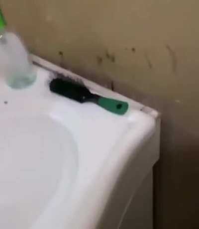 xd